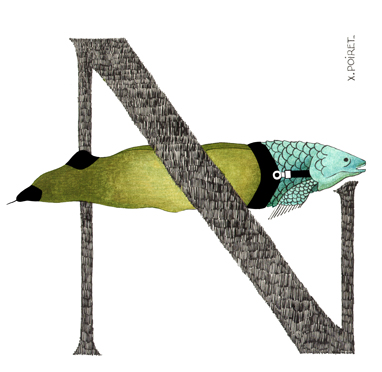 Neoceratodo di Forster
