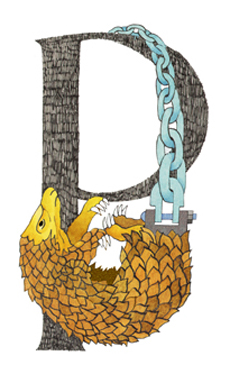 Pangolino cingolato